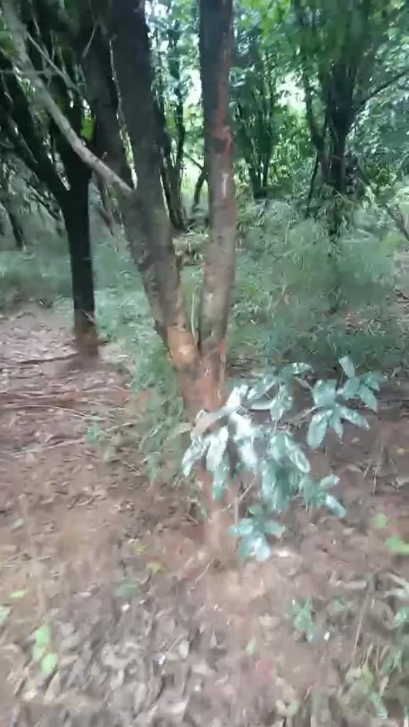 桂花树