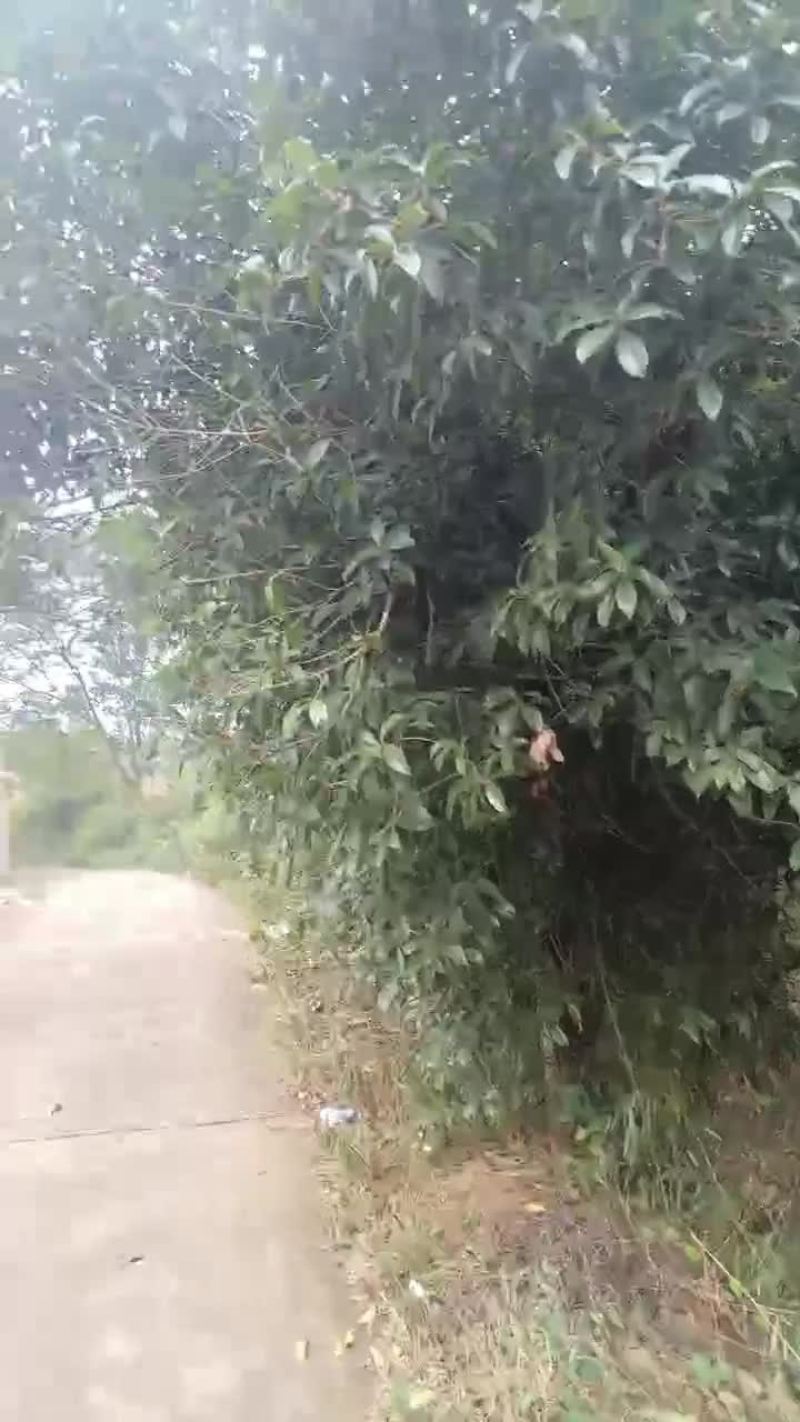 桂花树