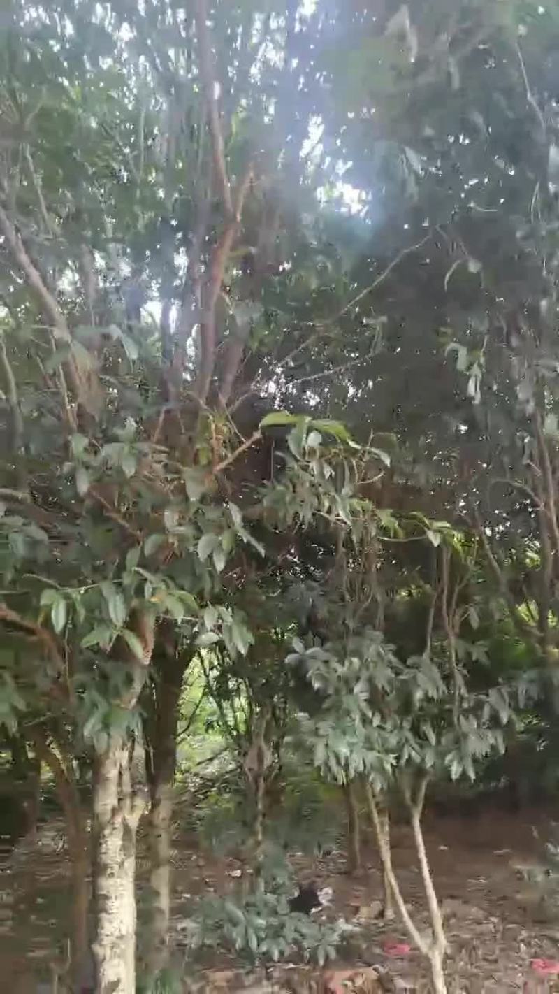 桂花树
