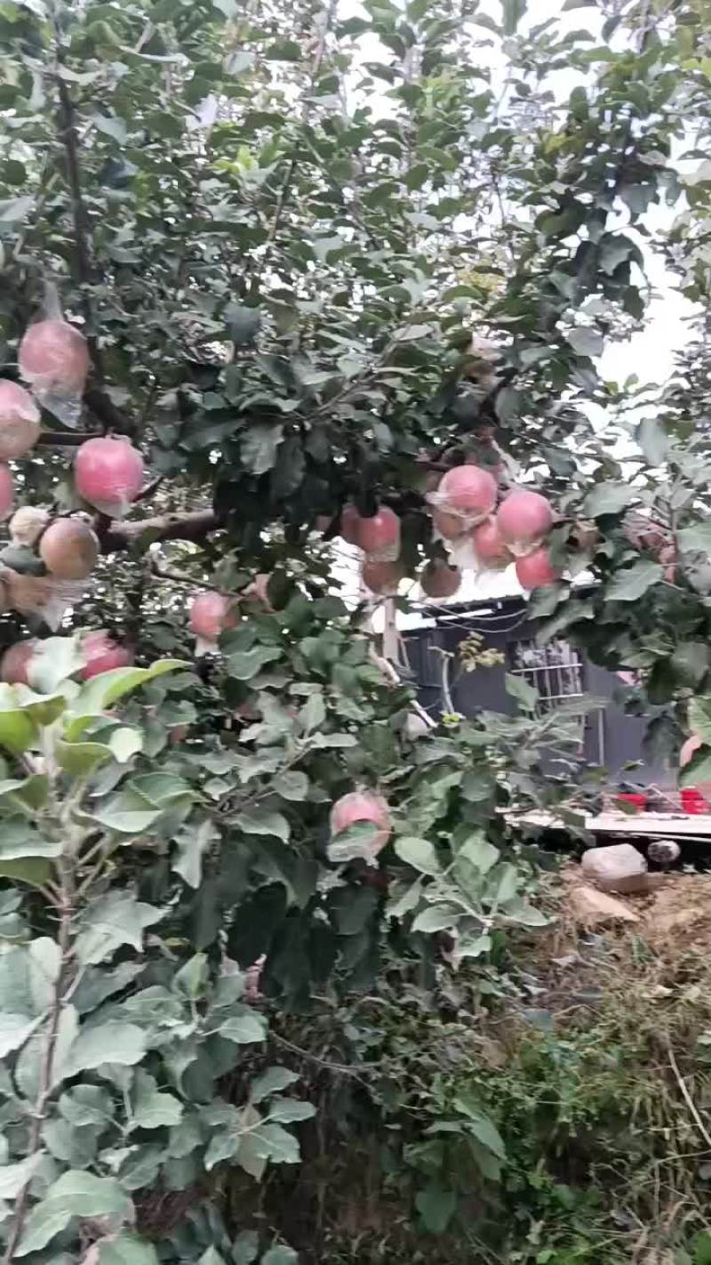 桃王九九