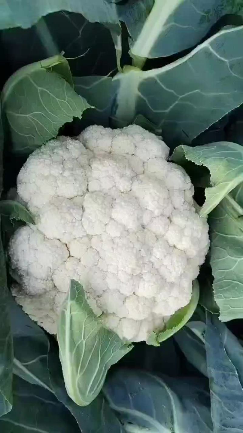 青杆白面小米粒，宝松65，大量上市