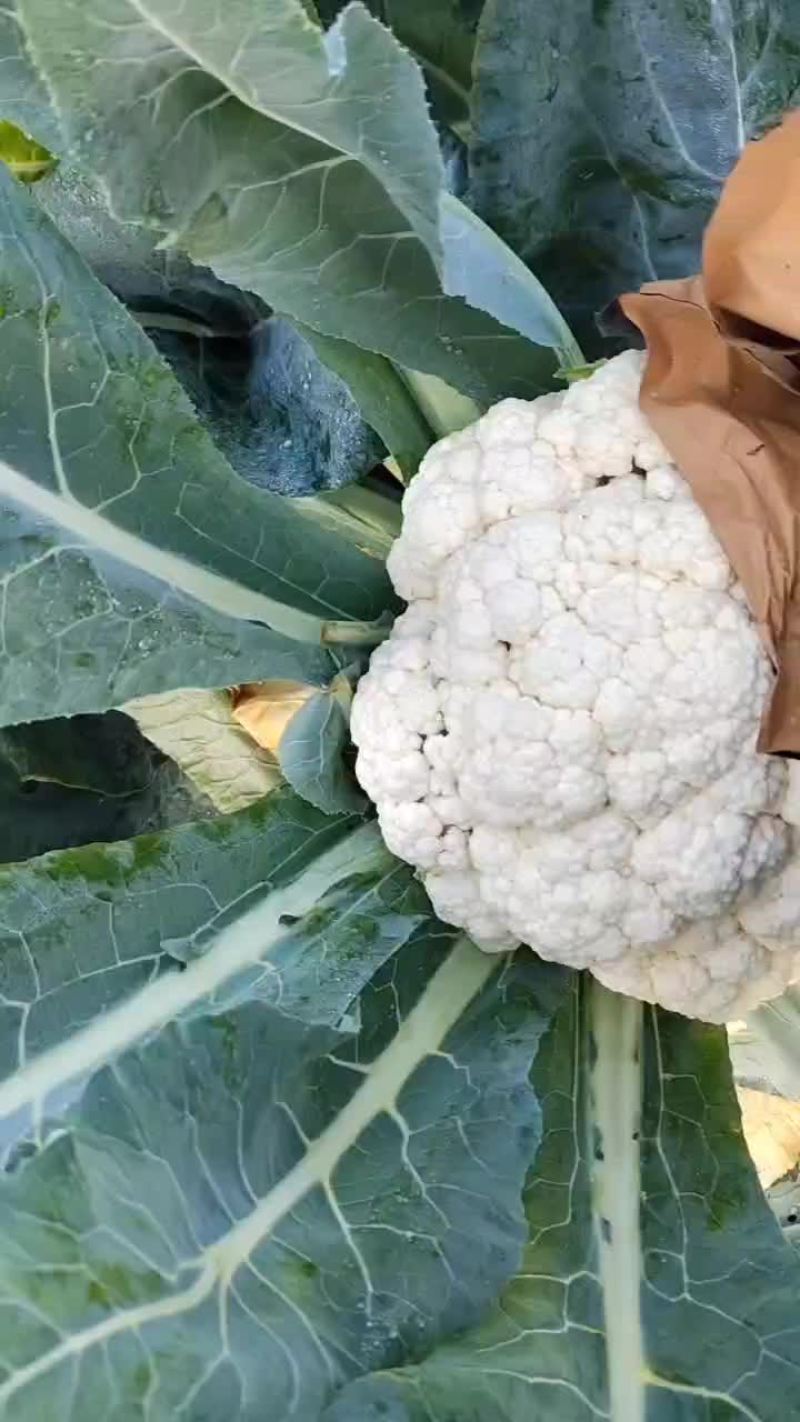 青杆白面小米粒，宝松65，大量上市