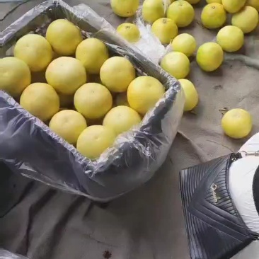 爆汁葡萄柚