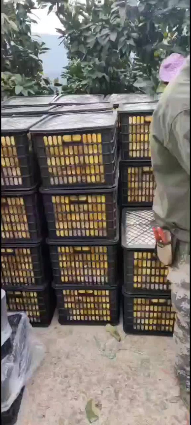 爆汁葡萄柚