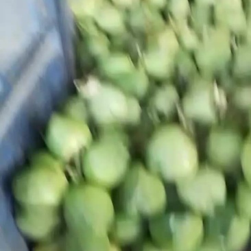 海南精品，一手货源，产地直销，欢迎各位老板联系
