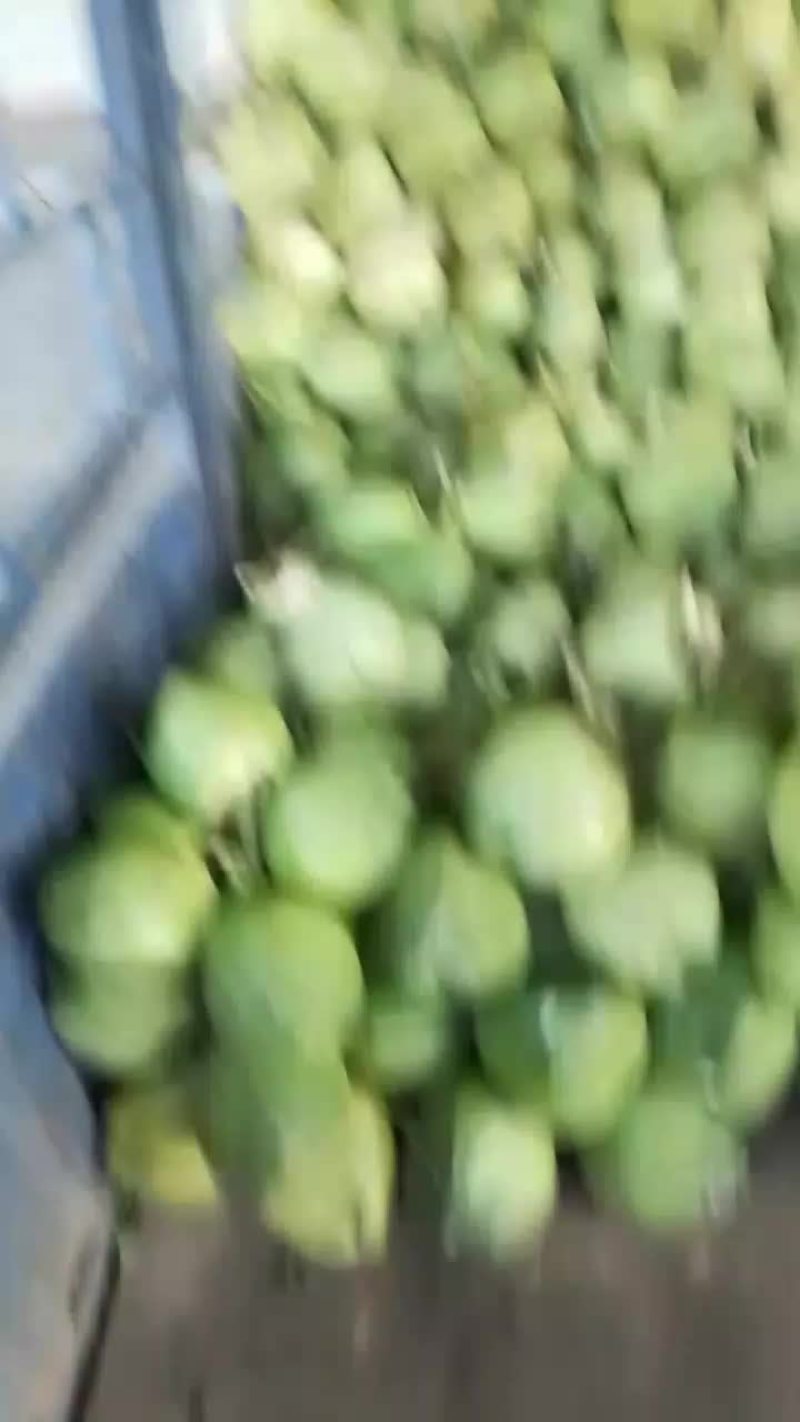 海南精品，一手货源，产地直销，欢迎各位老板联系