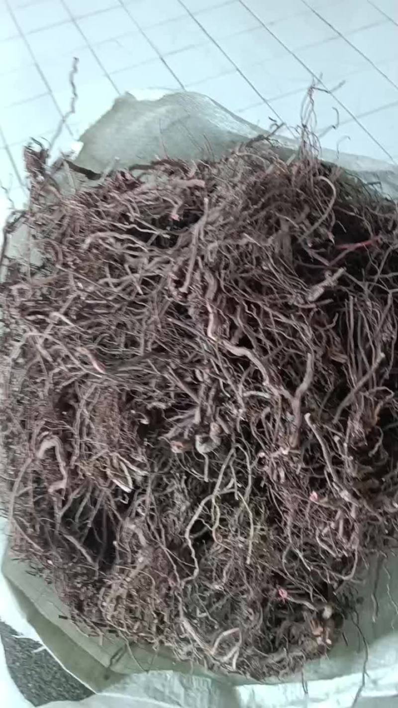 茼麻子