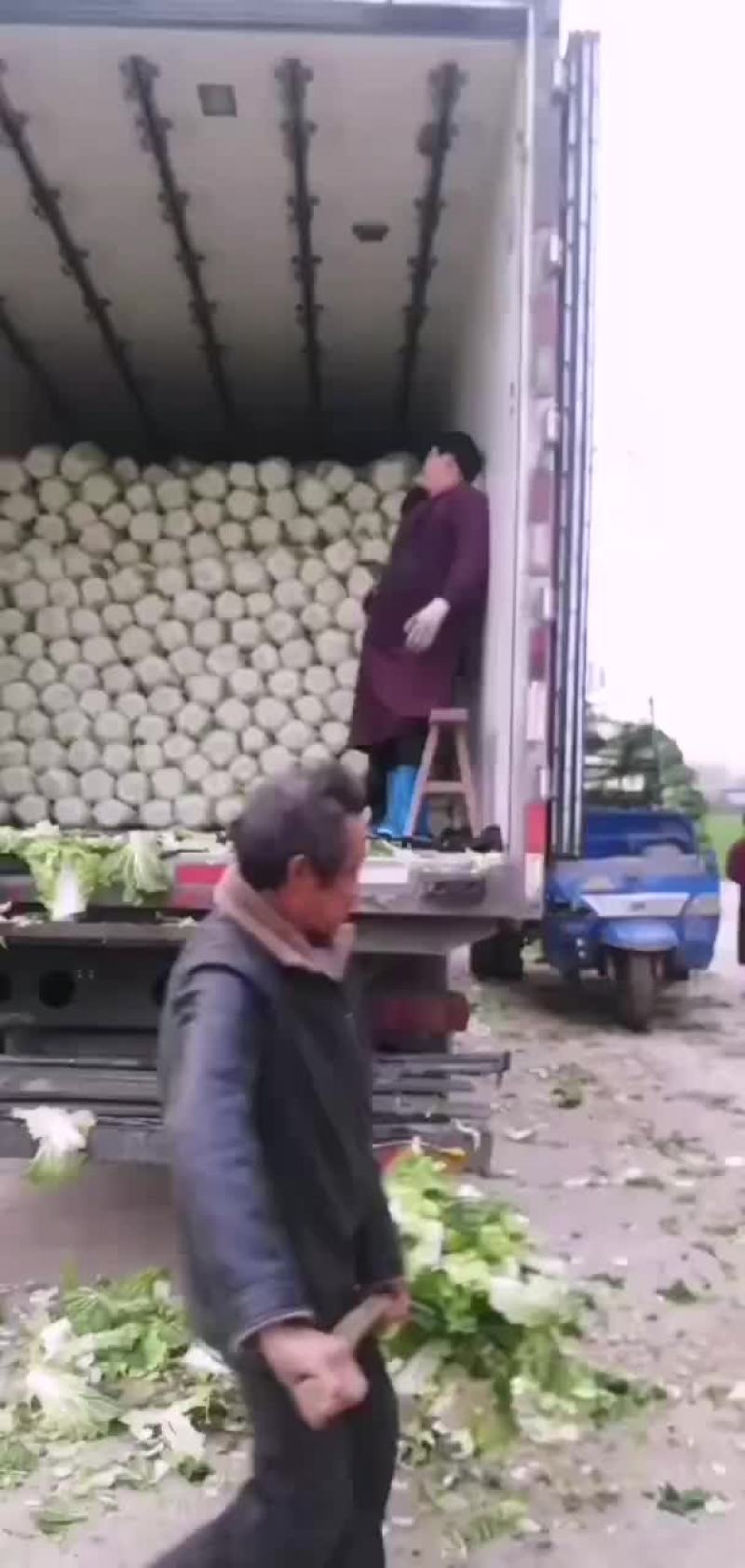 夏邑县优质黄心秋晓白菜开始大量上市啦，价格便宜。