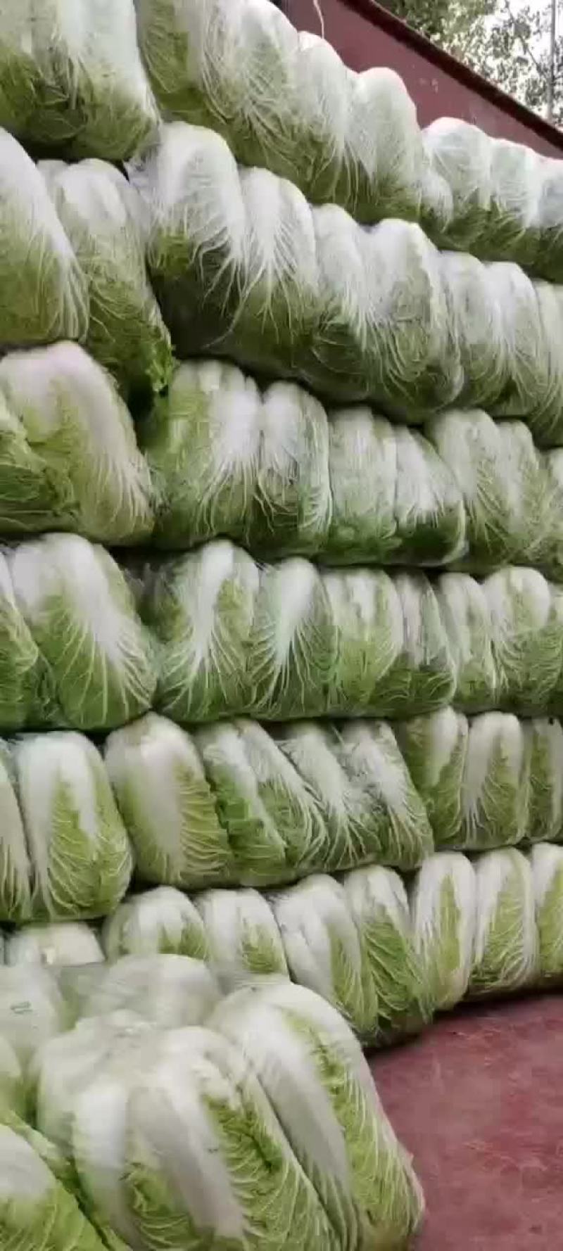 夏邑县优质黄心秋晓白菜开始大量上市啦，价格便宜。