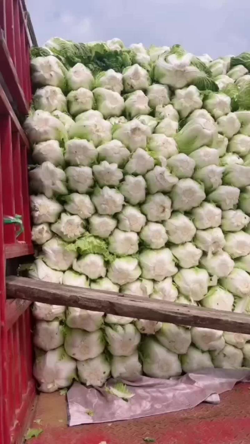 夏邑县优质黄心秋晓白菜开始大量上市啦，价格便宜。