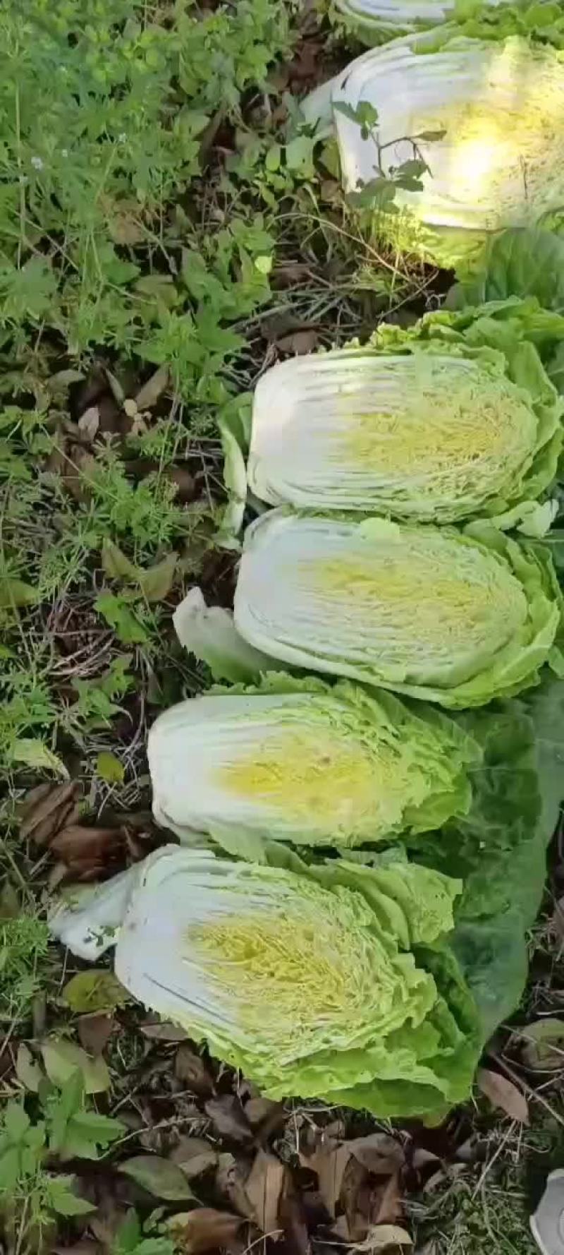 夏邑县优质黄心秋晓白菜开始大量上市啦，价格便宜。