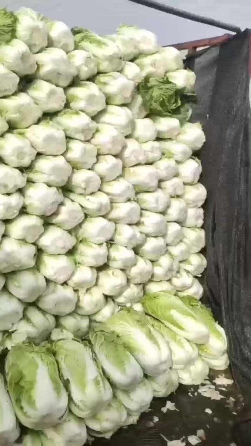 夏邑县优质黄心秋晓白菜开始大量上市啦，价格便宜。