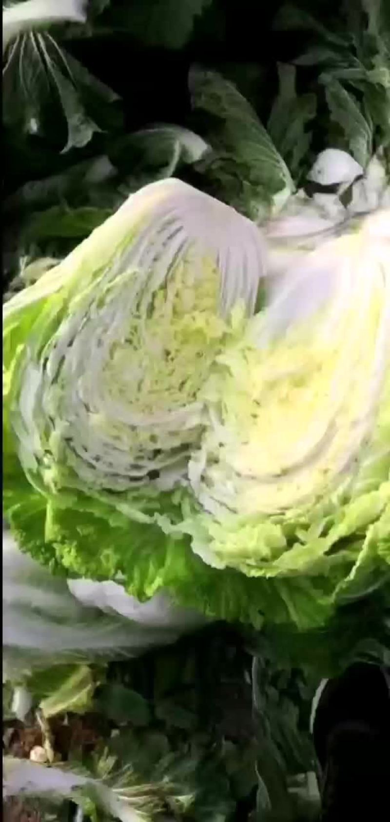 夏邑县优质黄心秋晓白菜开始大量上市啦，价格便宜。