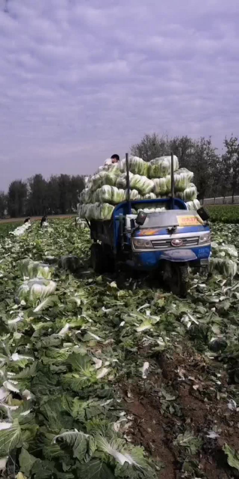 夏邑县优质黄心秋晓白菜开始大量上市啦，价格便宜。