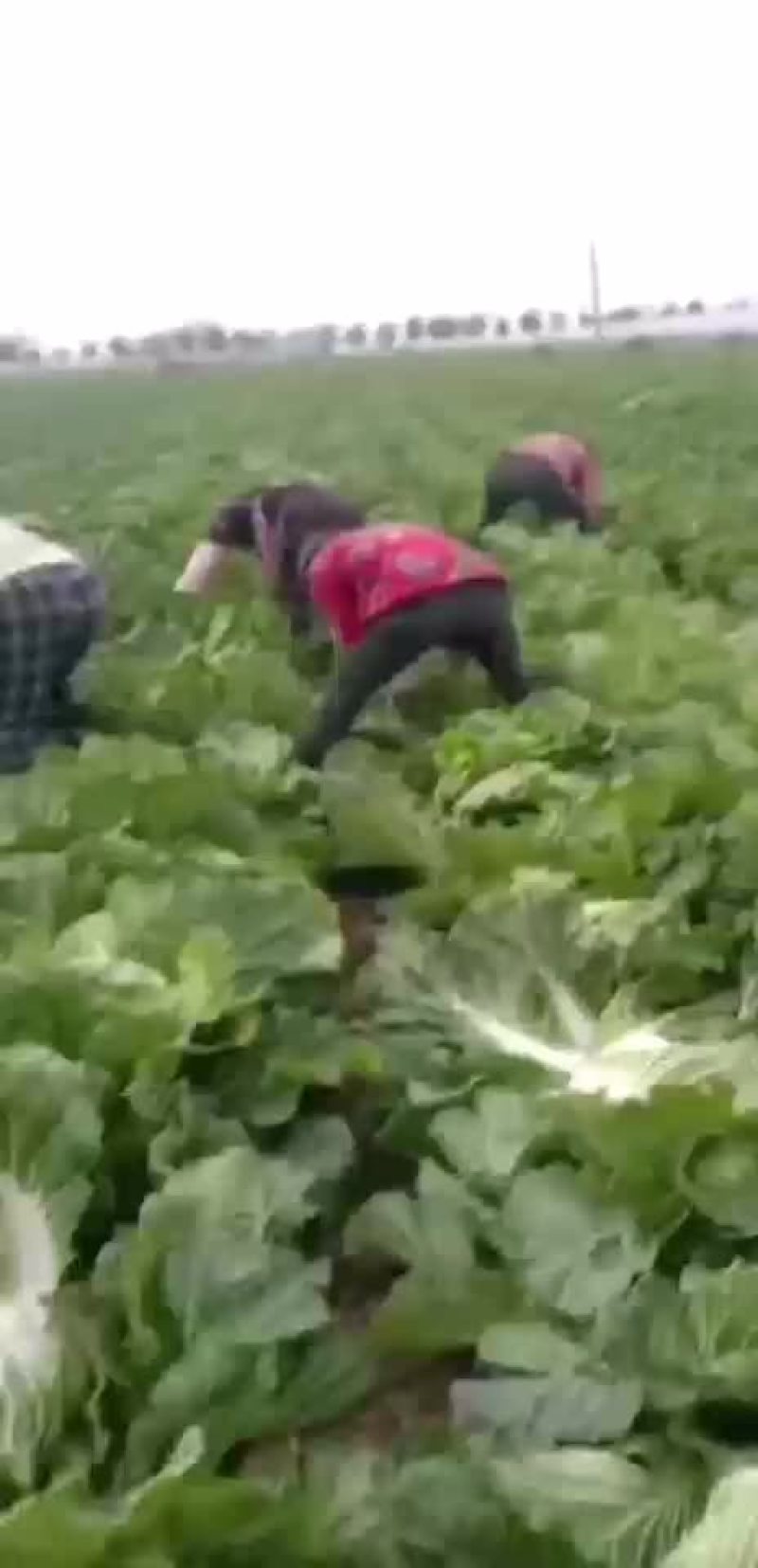夏邑县优质黄心秋晓白菜开始大量上市啦，价格便宜。