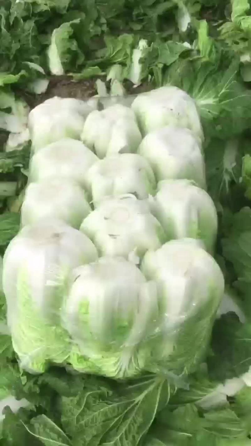 夏邑县优质黄心秋晓白菜开始大量上市啦，价格便宜。