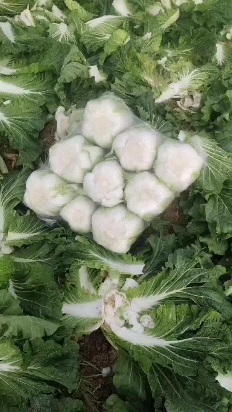 夏邑县优质黄心秋晓白菜开始大量上市啦，价格便宜。