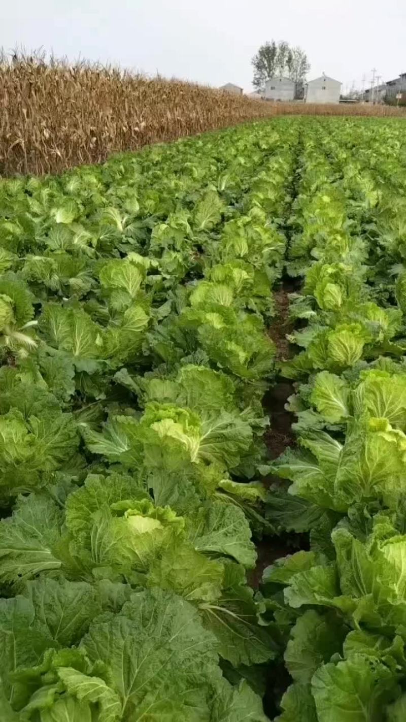 夏邑县优质黄心秋晓白菜开始大量上市啦，价格便宜。