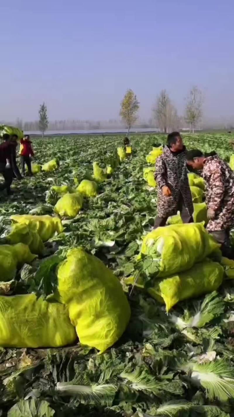 夏邑县优质黄心秋晓白菜开始大量上市啦，价格便宜。