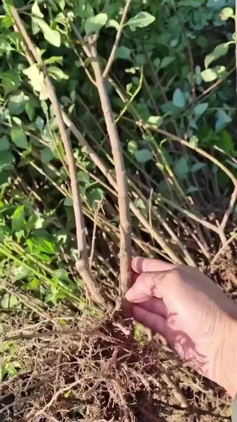 连翘苗