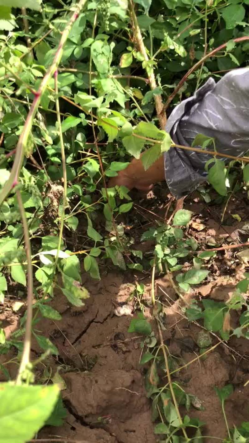 连翘苗