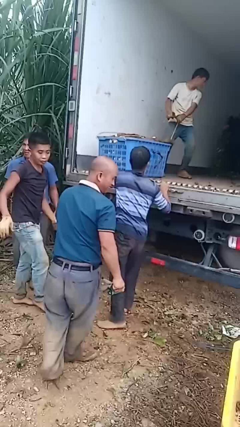 本人种有百亩山药想要的老板可以下单啦！