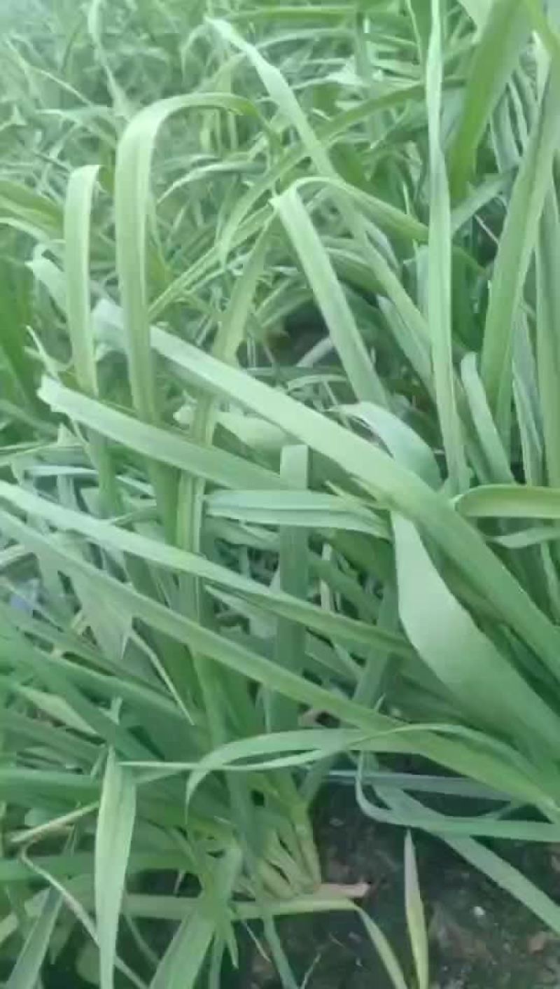 蒜苗大棚蒜苗精品蒜苗