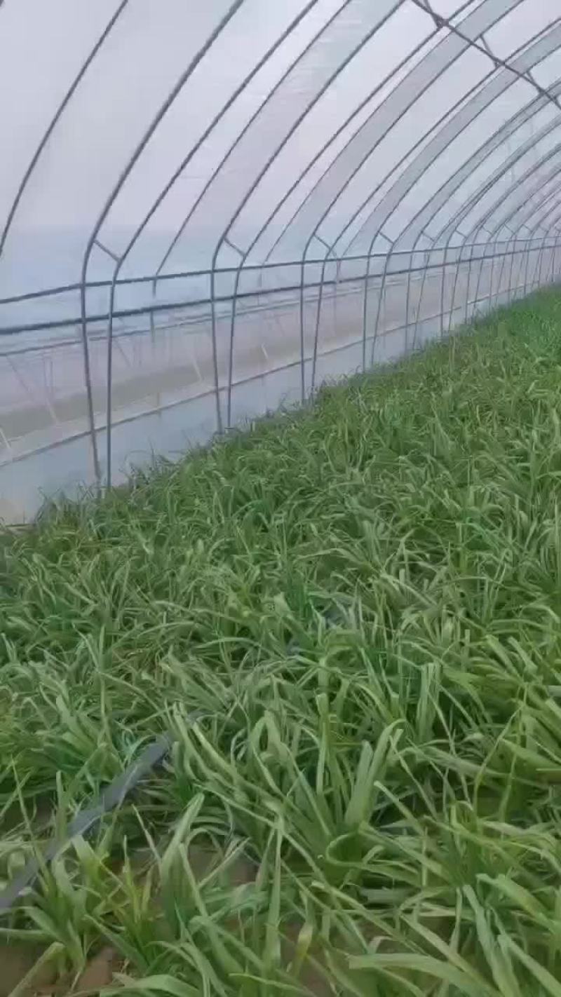 蒜苗大棚蒜苗精品蒜苗