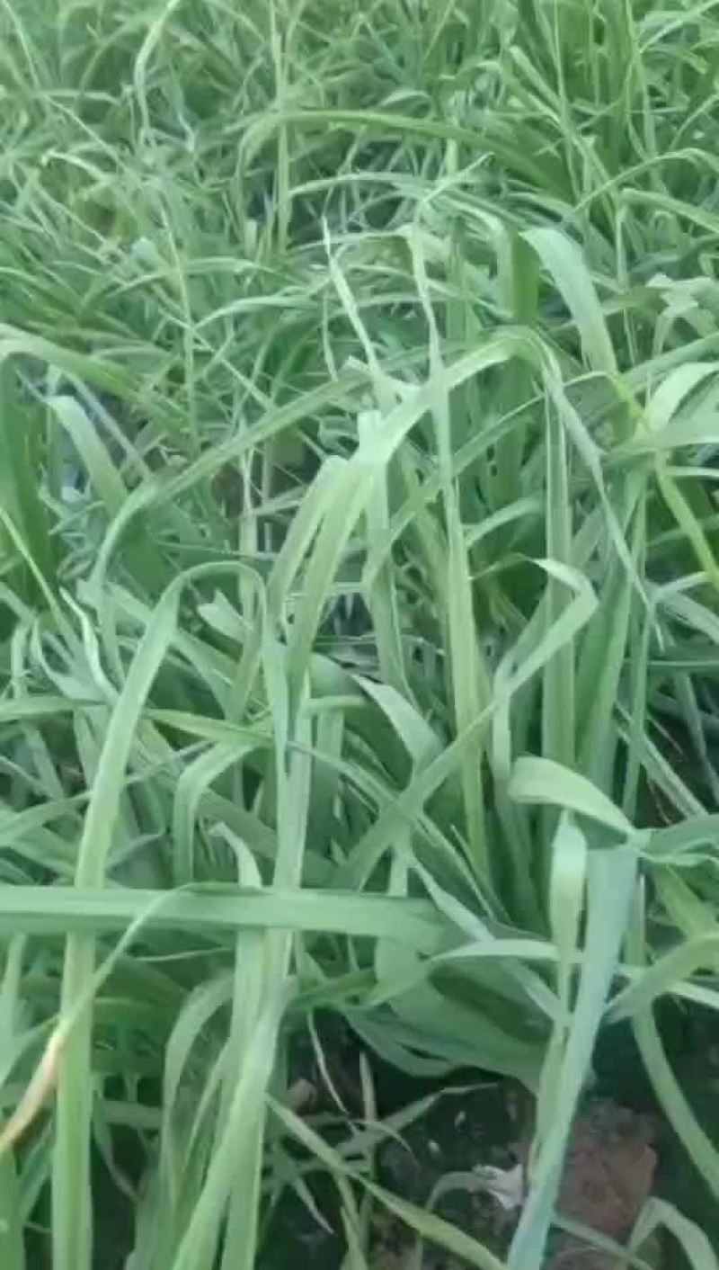 蒜苗大棚蒜苗精品蒜苗