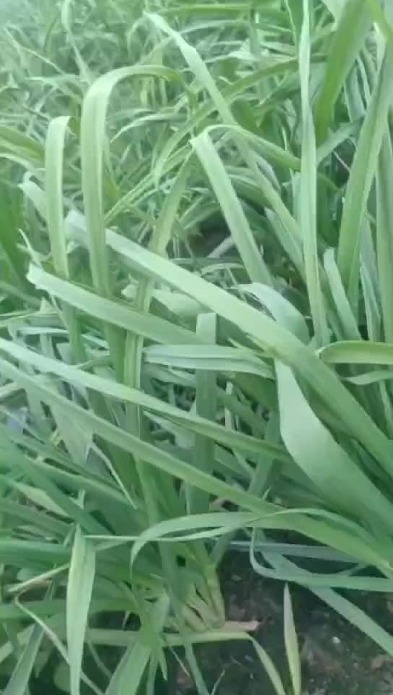 蒜苗大棚蒜苗精品蒜苗