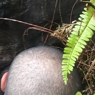 纯野生蜂蜜