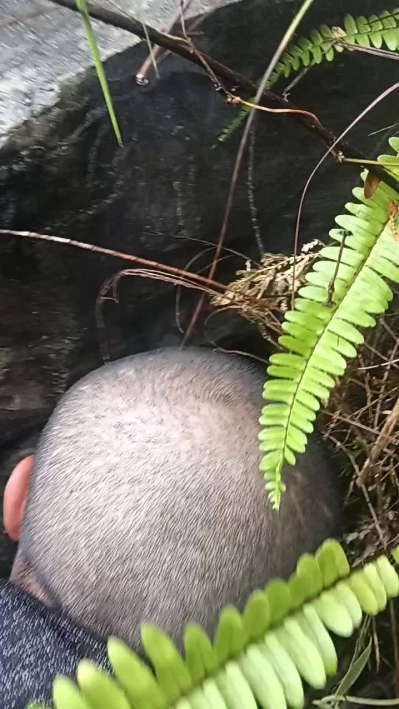 纯野生蜂蜜