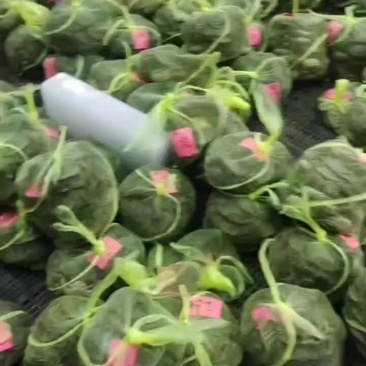 江苏大闸蟹
