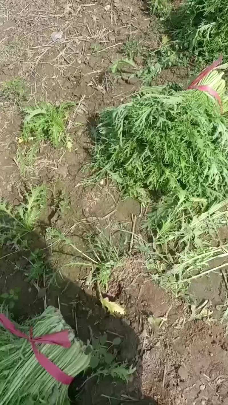 雪泥红