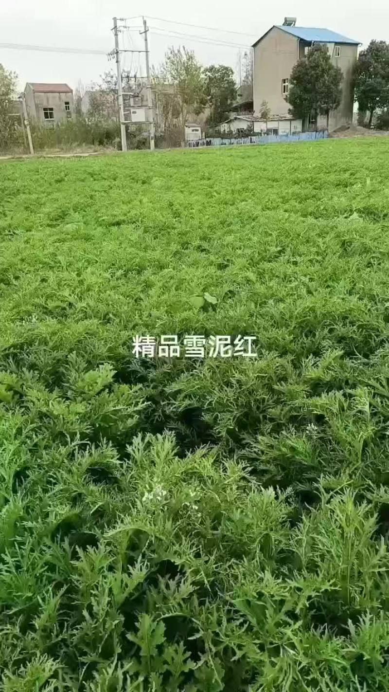 雪泥红