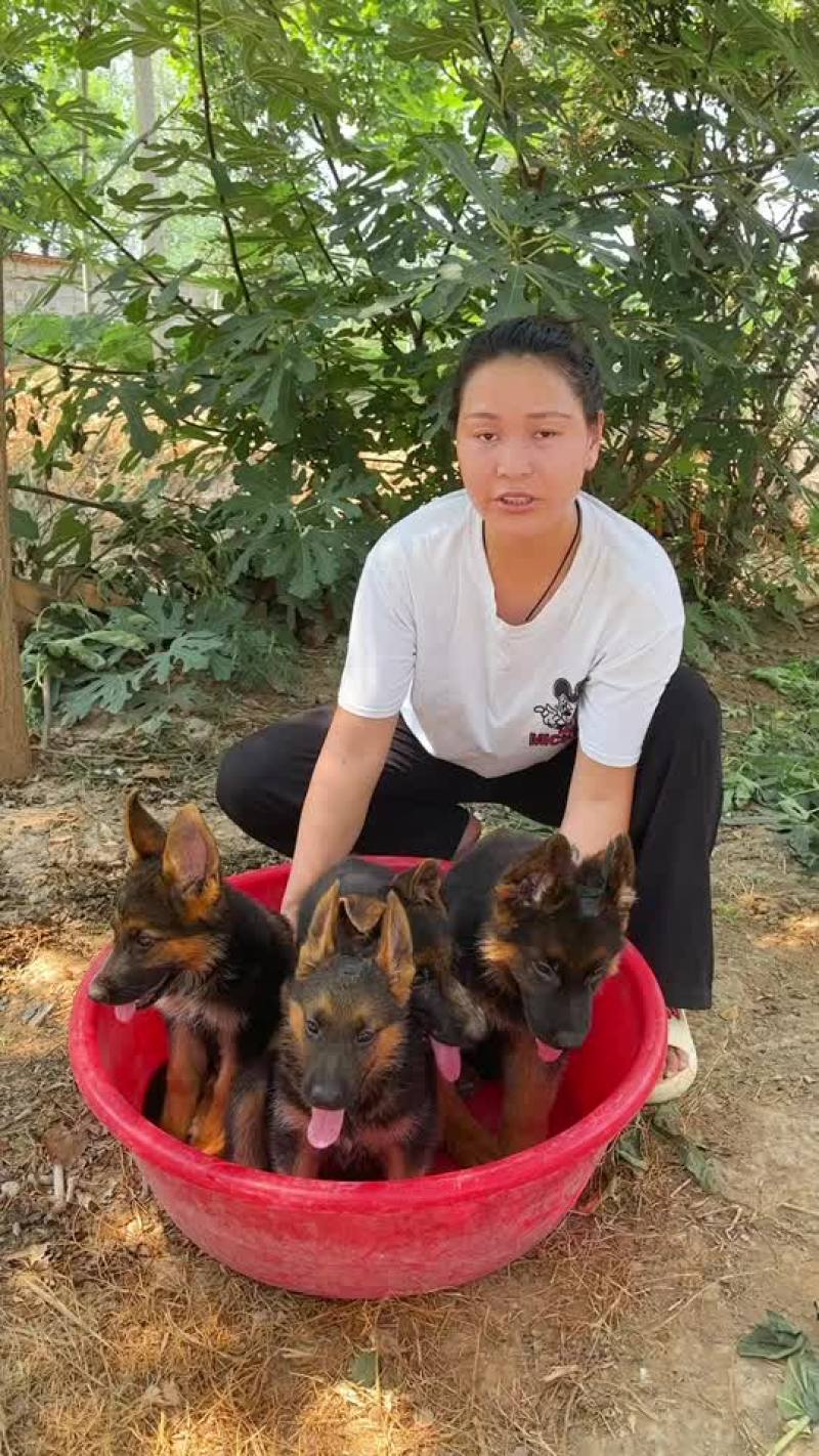 纯种徳国牧羊犬