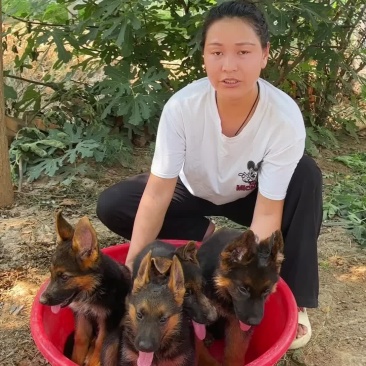 纯种徳国牧羊犬