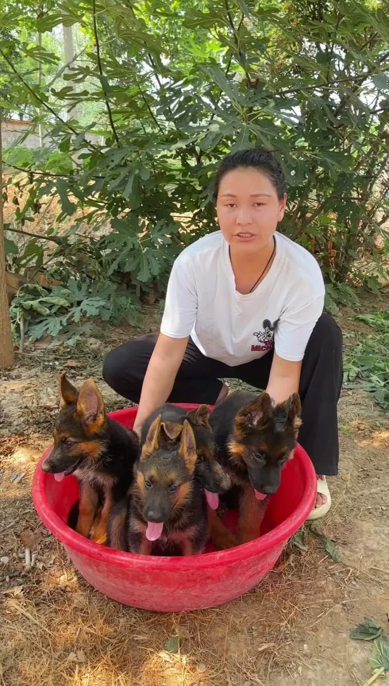 纯种徳国牧羊犬