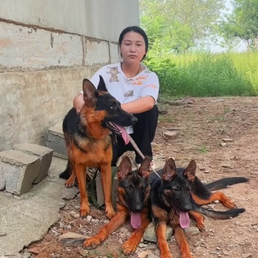 纯种德国牧羊犬，放羊全活狗