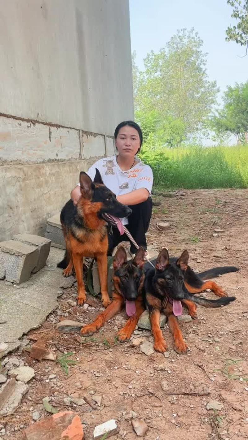 纯种德国牧羊犬，放羊全活狗