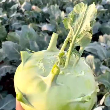苤蓝