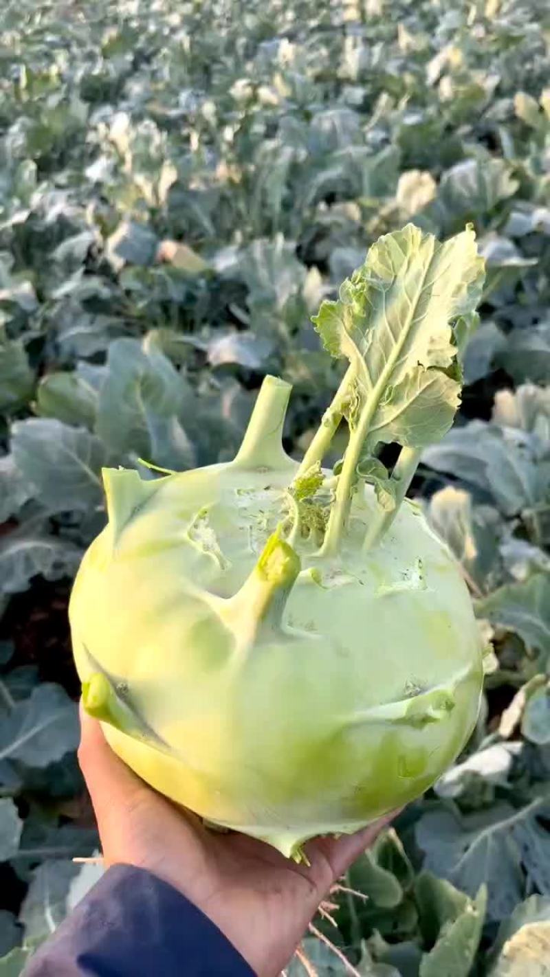 苤蓝