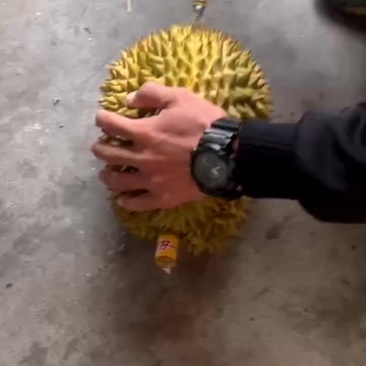 金枕榴莲