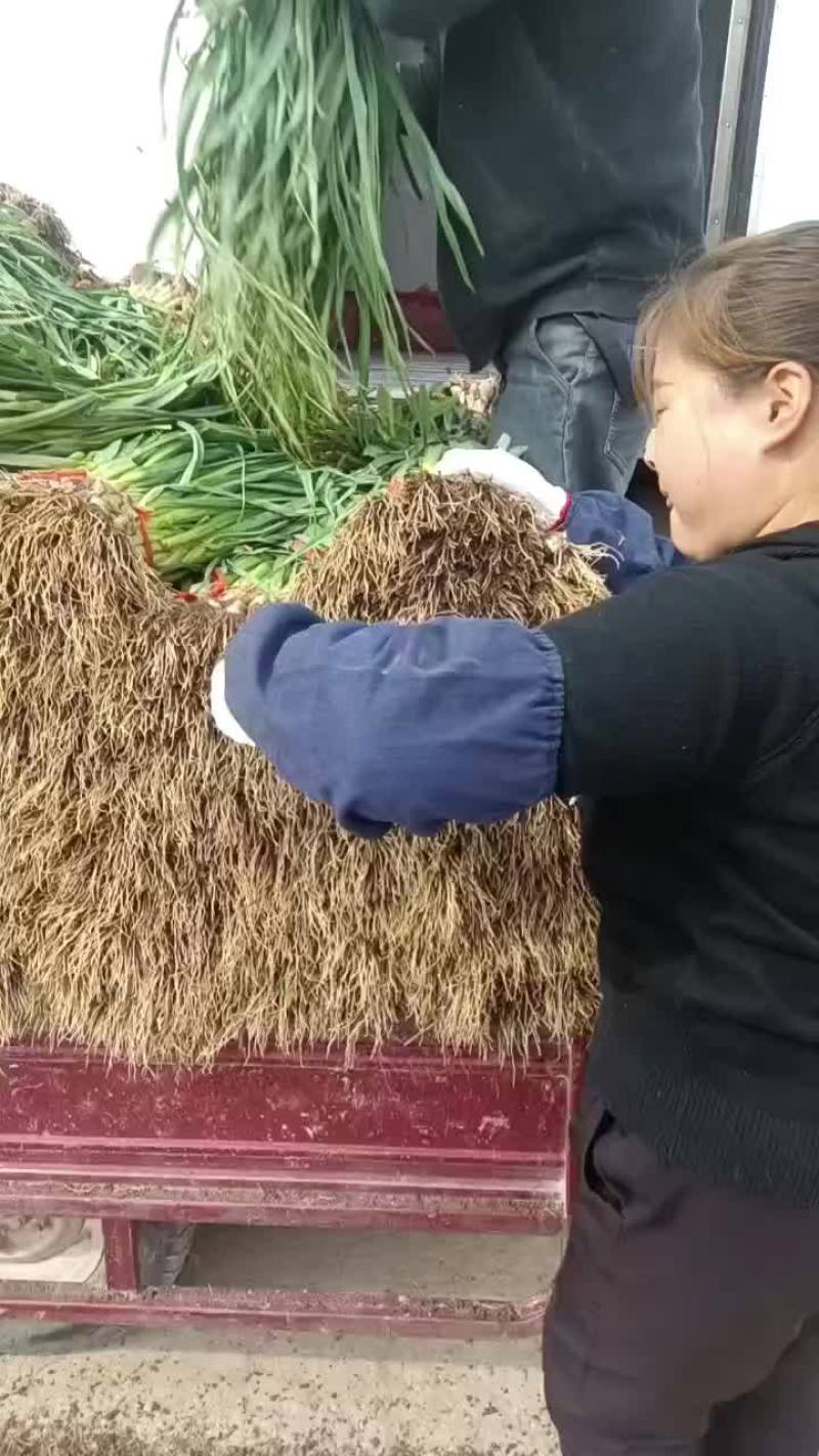 红根蒜苗，今天是10月12号