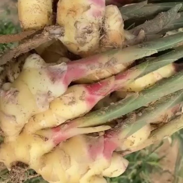 各种质量生姜大量有货