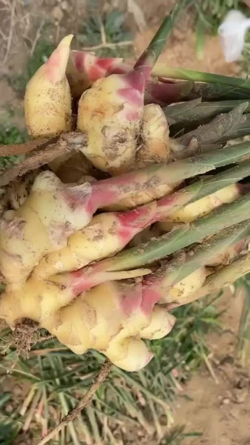 各种质量生姜大量有货