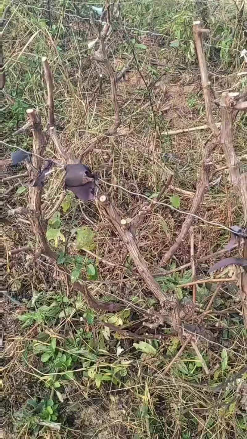 占地葡萄树