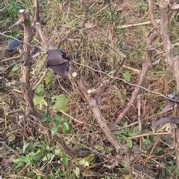 占地葡萄树