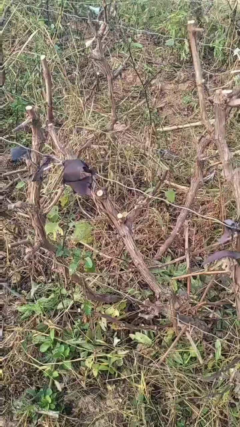 占地葡萄树