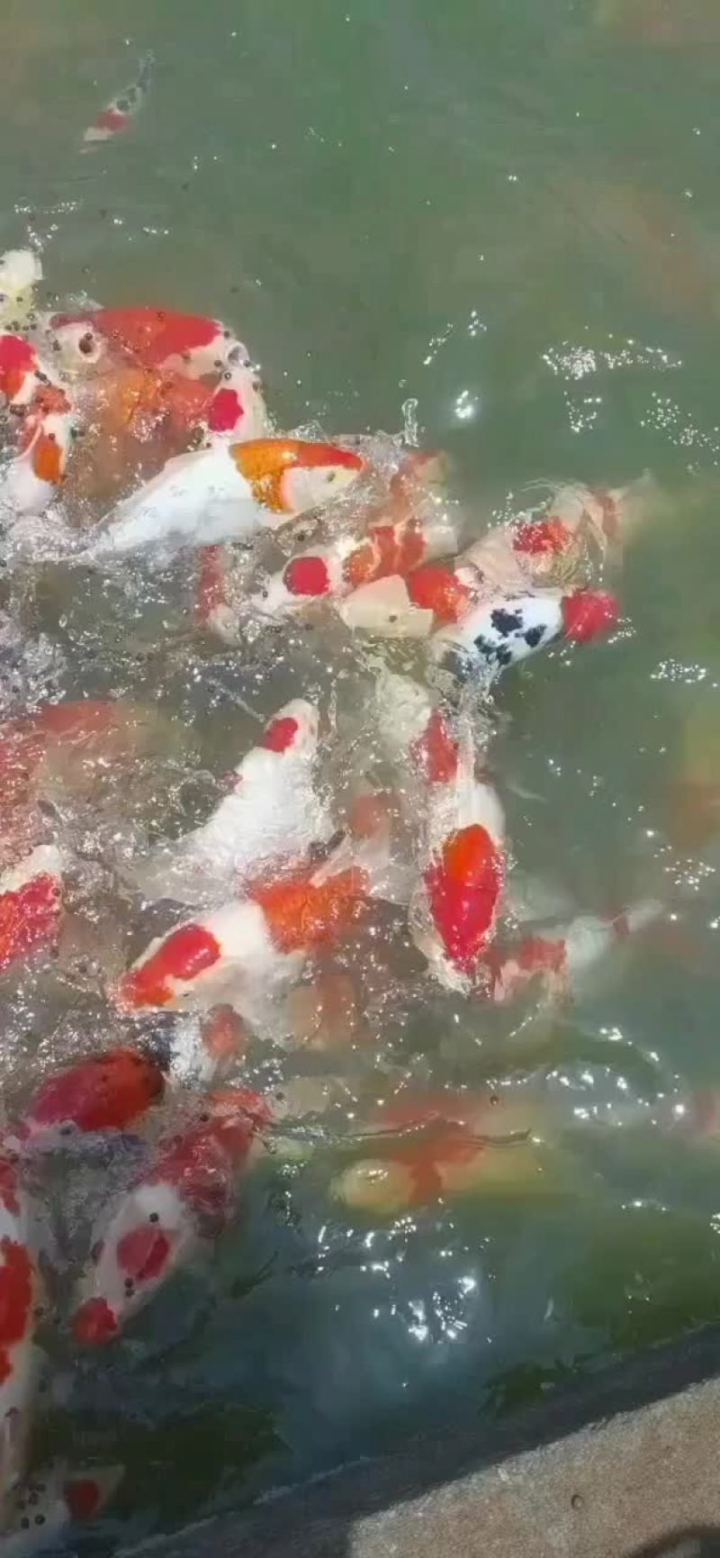 锦鲤